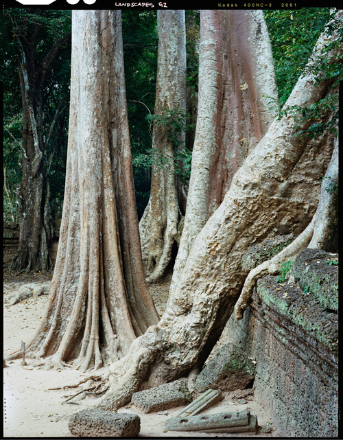 Trees of Angkor